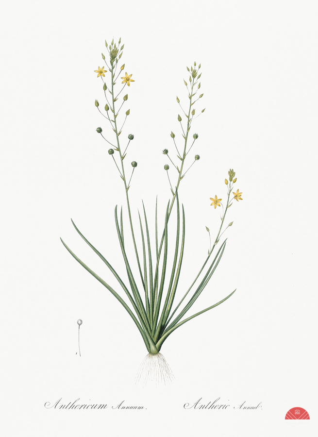 Ornamental onion illustration   Print