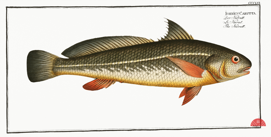 Karutt Johnius Carutta  Print