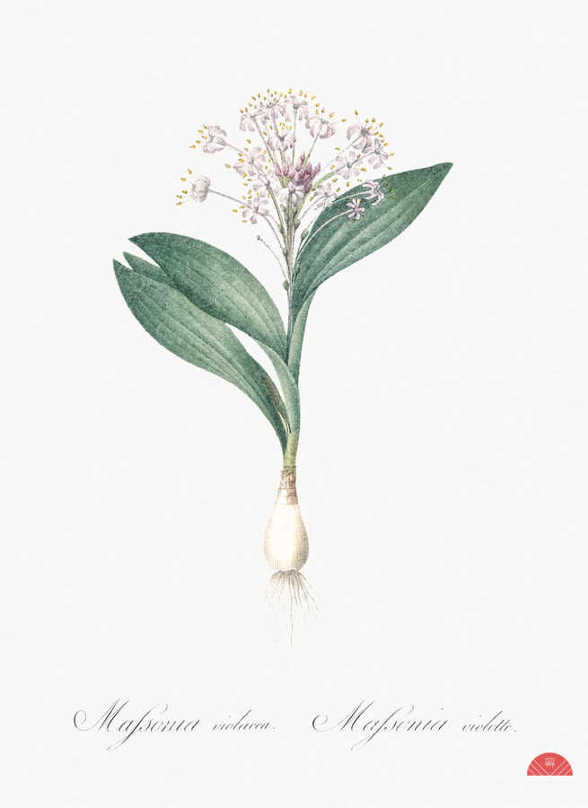 Pygmy hyacinth illustration   Print