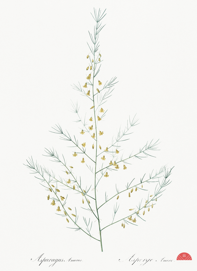 Sea asparagus illustration   Print
