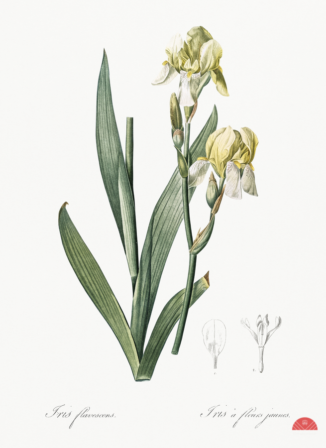 Lemonyellow iris illustration   Print
