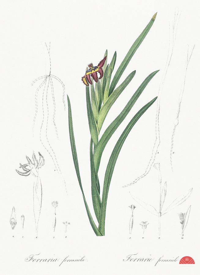 Asparagus fern illustration   Print