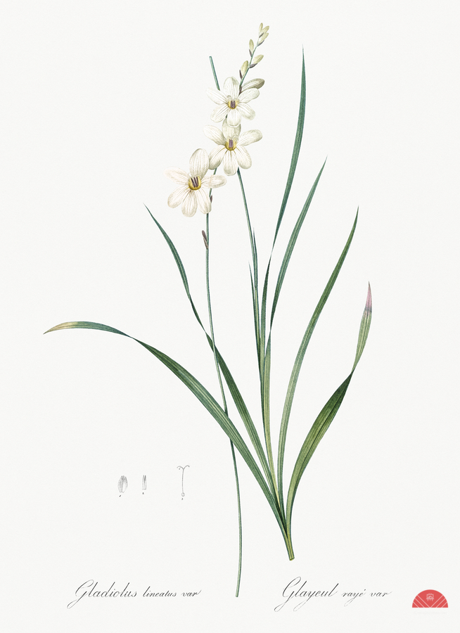 Gladiolus lineatus illustration   Print