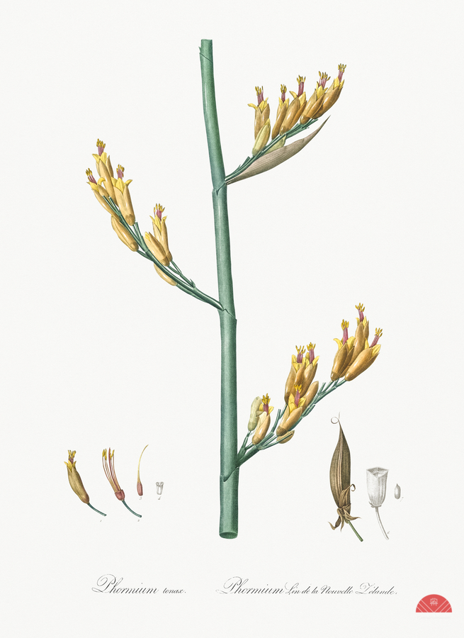 New Zealand flax illustration   Print