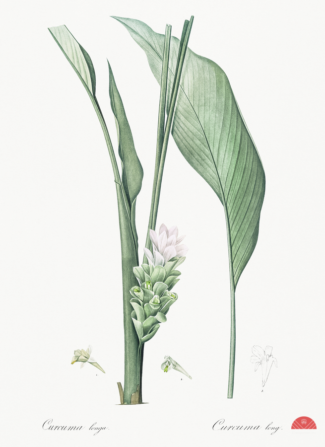 Turmeric illustration   Print