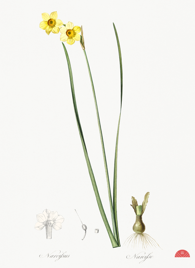 Cowslip cupped daffodil illustration   Print
