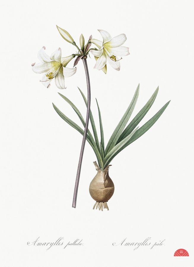 Belladonna lily illustration   Print