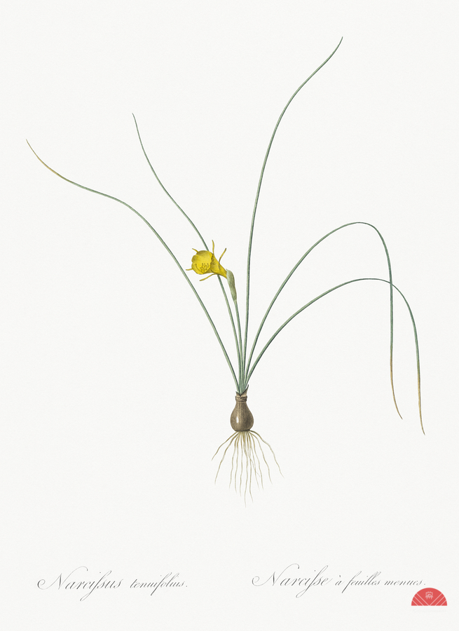 Petticoat daffodil illustration   Print