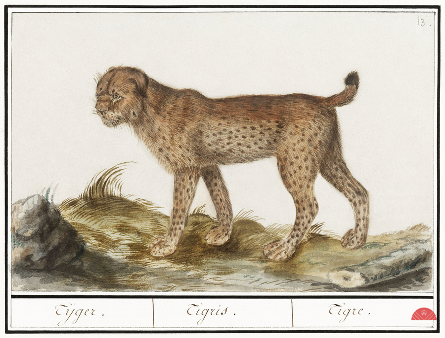 Lynx in vintage style  Print