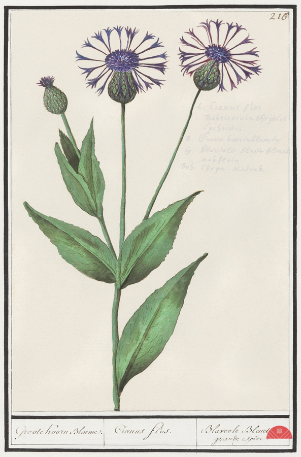 Centaury flower in vintage style  Print