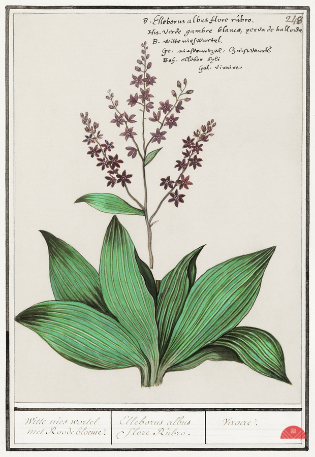 Black carrot flower  Print