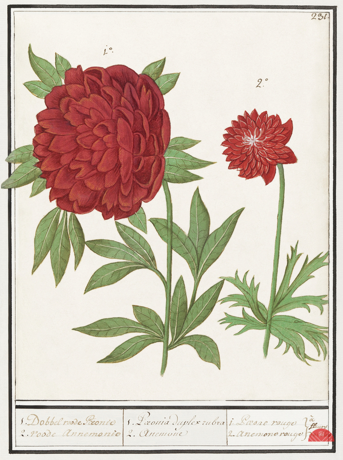 Peony and anemone in vintage style  Print