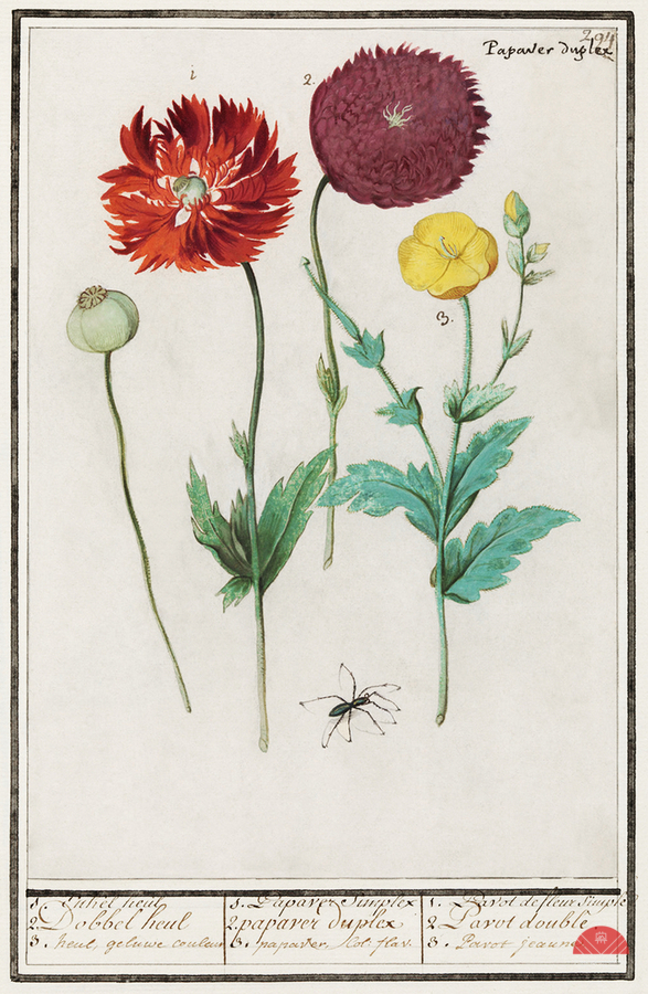 Poppy in vintage style  Print