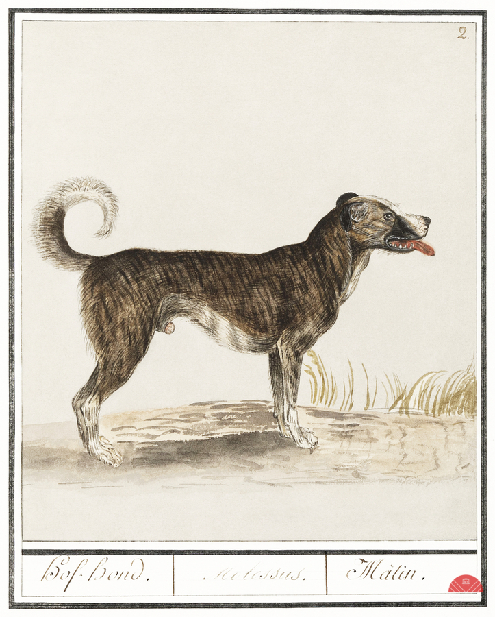 Dog in vintage style  Print