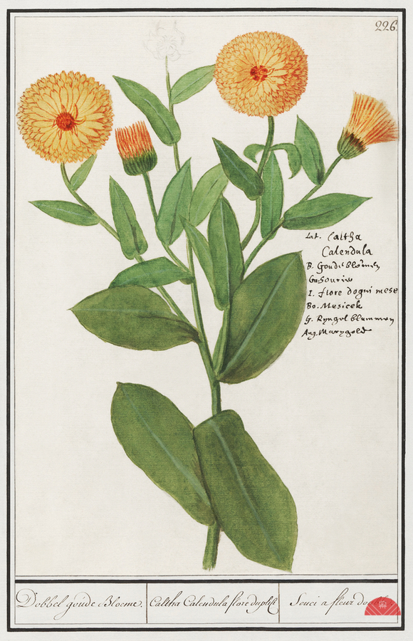 Barn owl in vintage style  Print