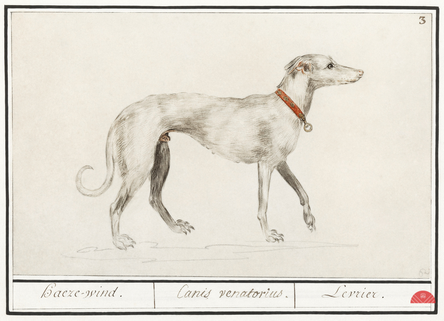 Greyhound in vintage style  Print