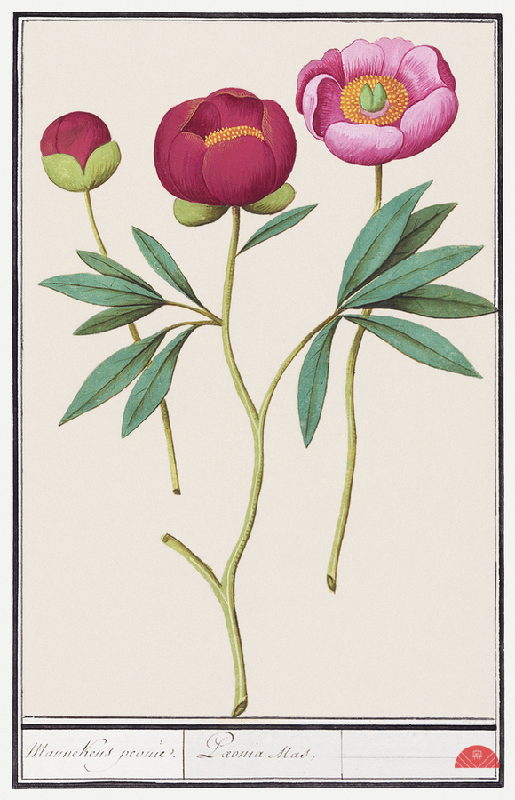 Peony in vintage style  Print