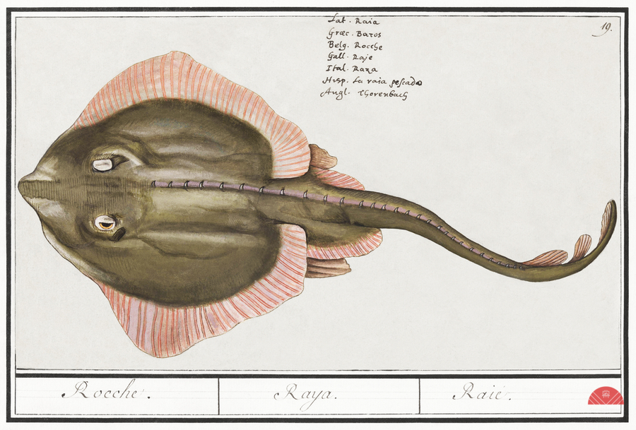 Rays in vintage style  Print