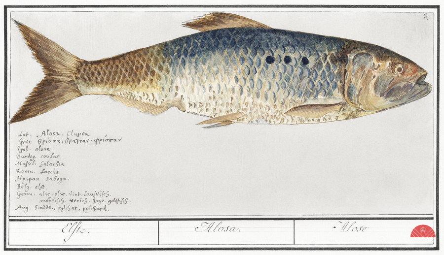 Shad in vintage style  Print