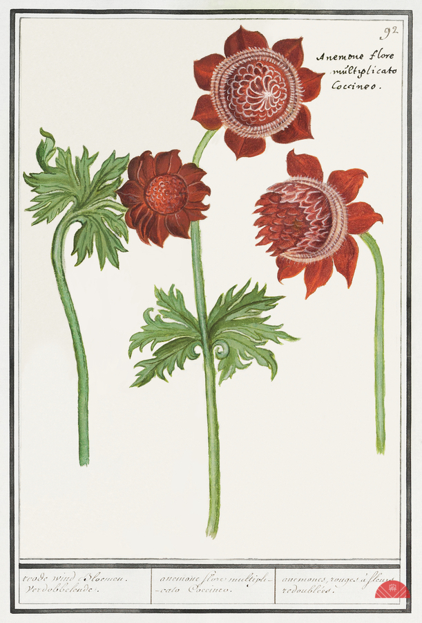 Anemone flower in vintage style  Print