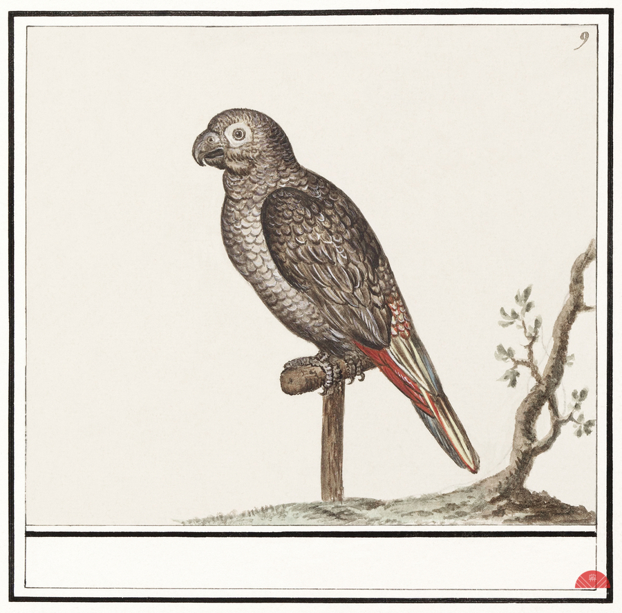 Parrot in vintage style  Print