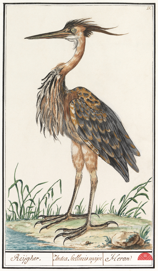 Purple heron in vintage style  Print