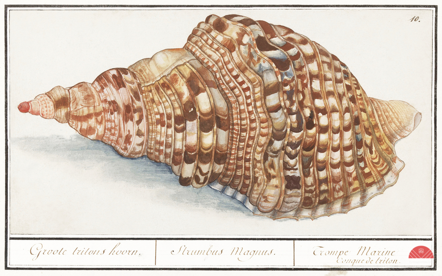 Tritons trumpet in vintage style  Print