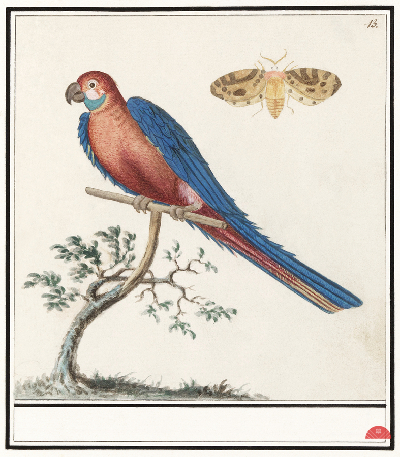 Blue and gold macaw in vintage style  Print