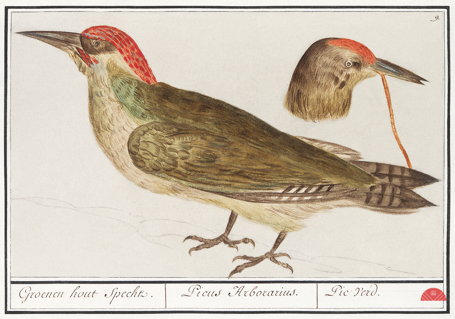 European green woodpecker in vintage style  Print