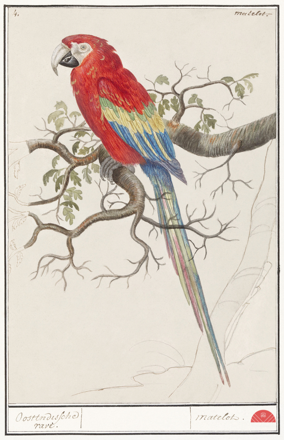 Scarlet macaw in vintage style  Print