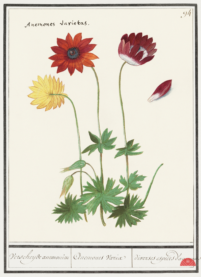 Anemone in vintage flower  Print
