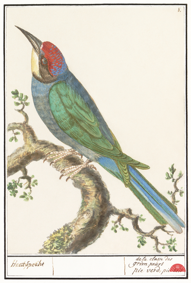 European bee eater in vintage style  Print