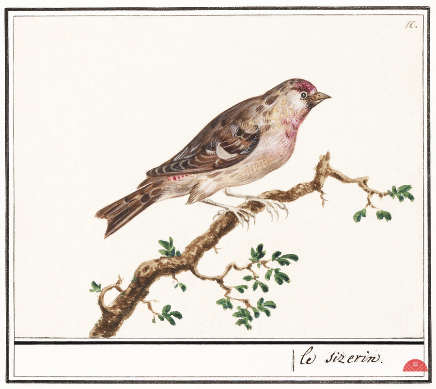 Redpoll in vintage style  Print