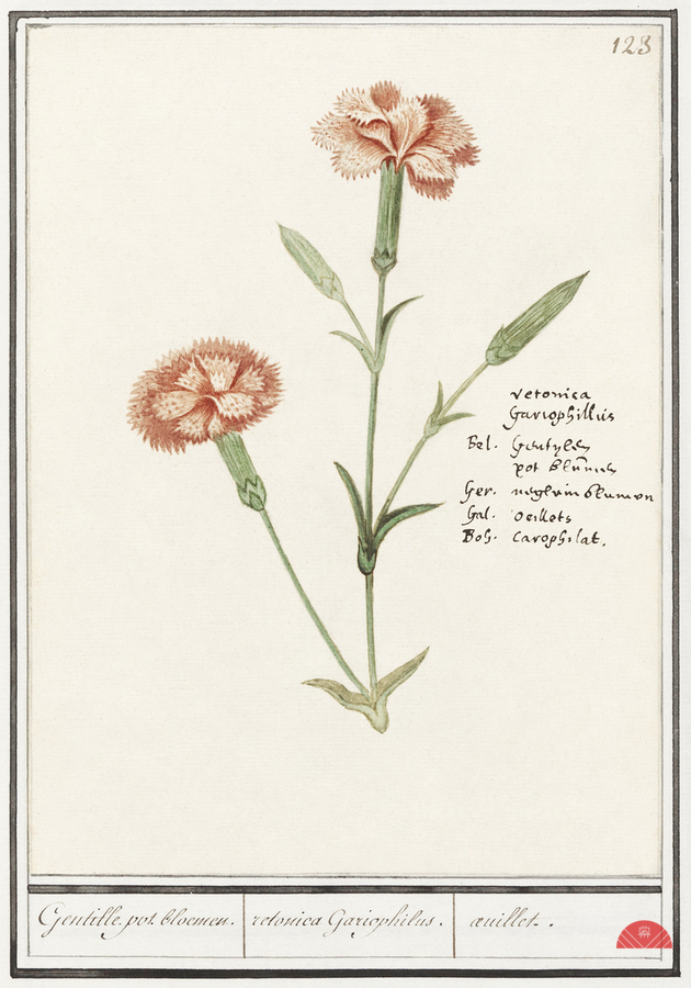 Carnation in vintage style  Print