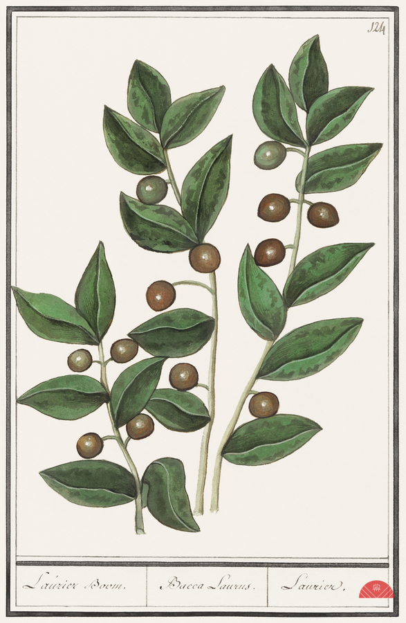 Olive in vintage style  Print