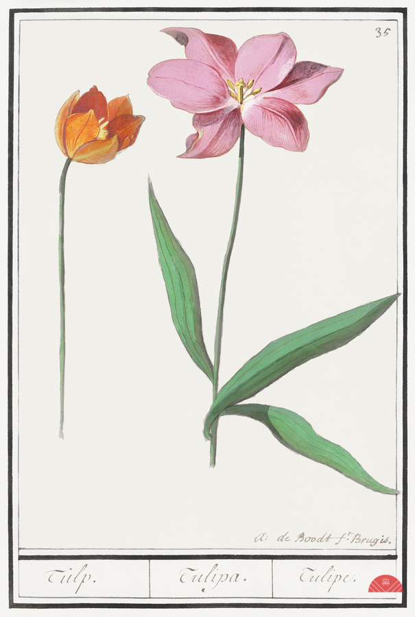 Tulip in vintage style  Print