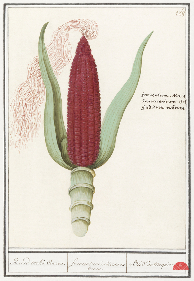 Maize in vintage style  Print