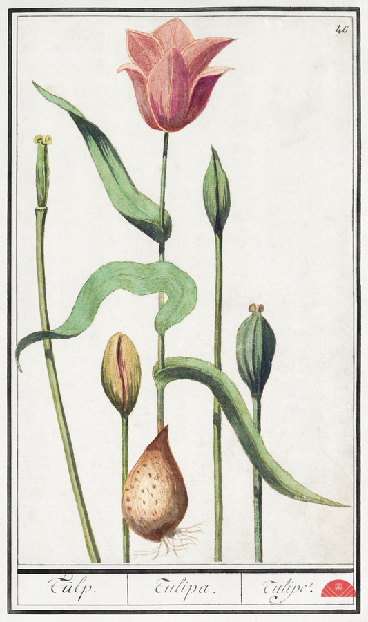 Tulip in vintage style  Print