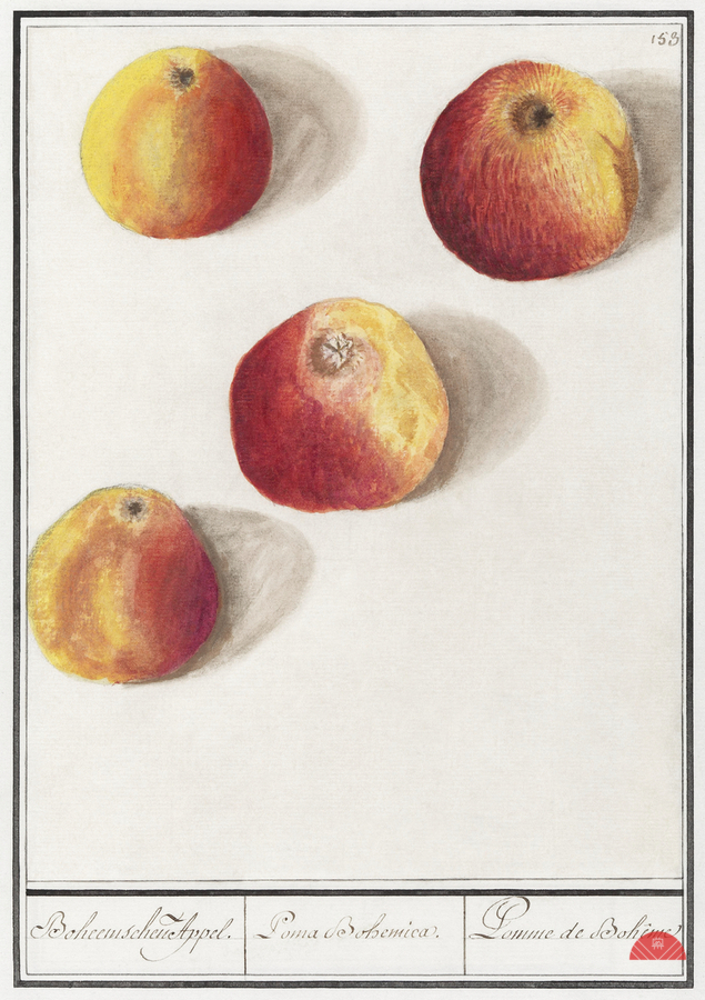 Apple in vintage style  Print