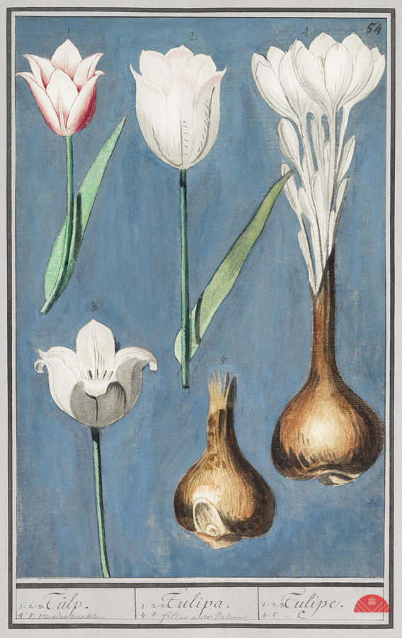 Tulip in vintage style  Print