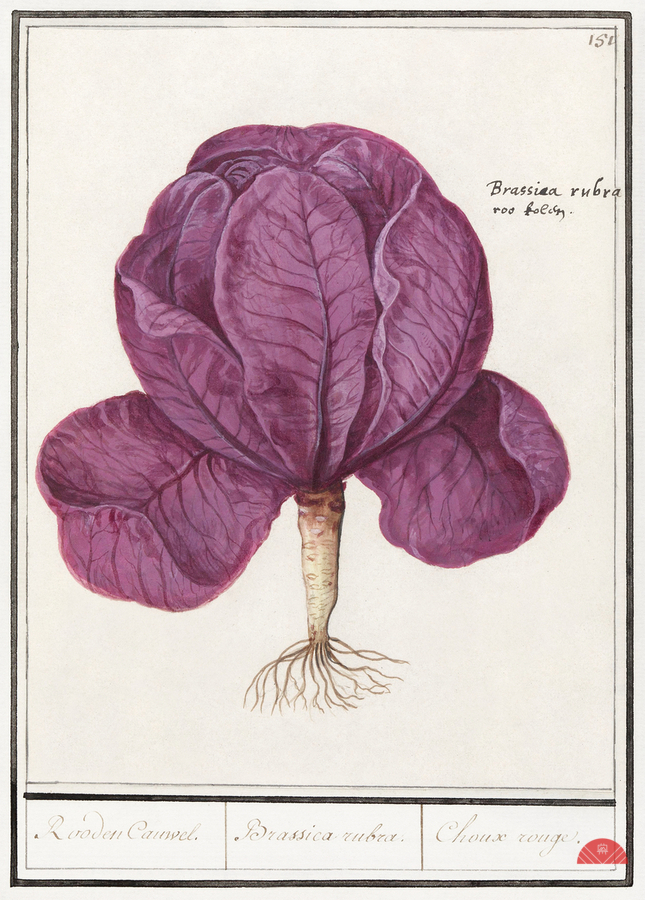 Red cabbage in vintage style  Print