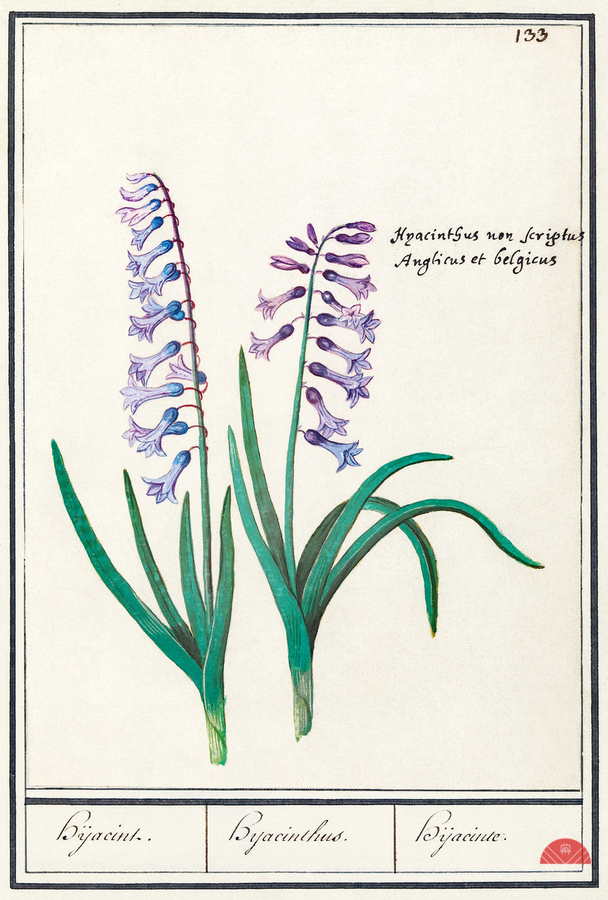 Hyacinth in vintage style  Print