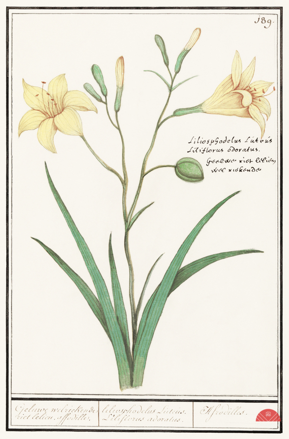 Yellow lily in vintage style  Print