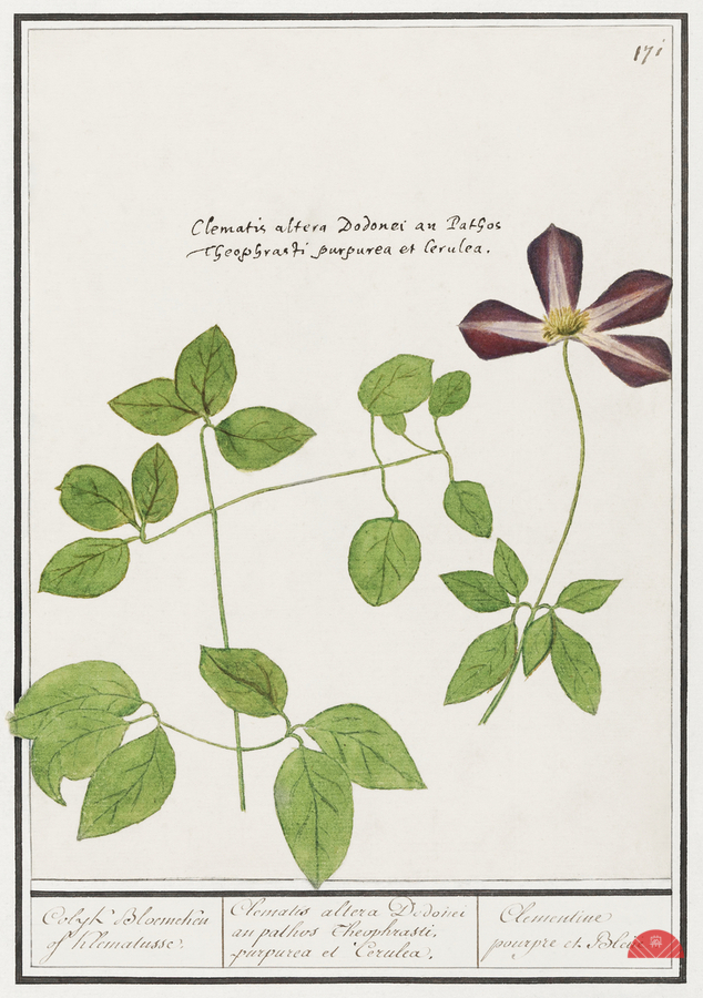 Moluccan cockatoo vintage style  Print