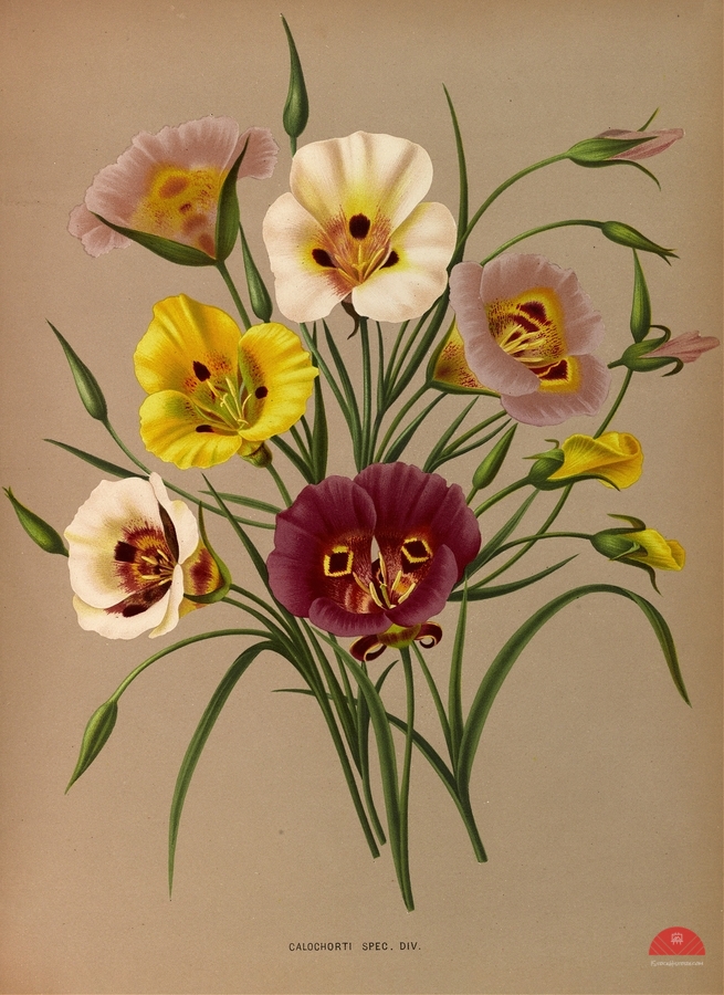 Album van Eeden : Haarlems flora : 1872-1881  Print