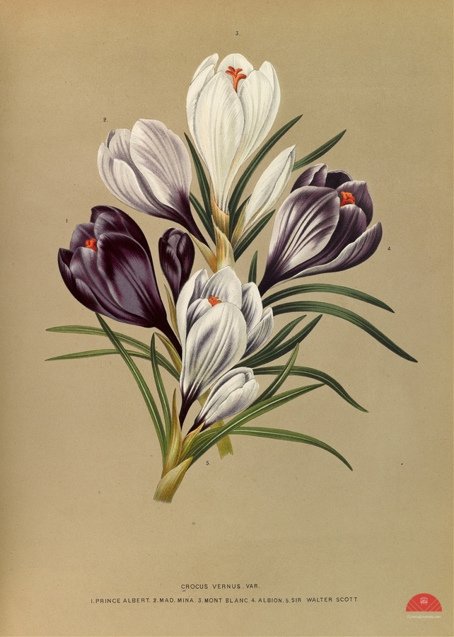 Album van Eeden : Haarlems flora : 1872-1881  Print