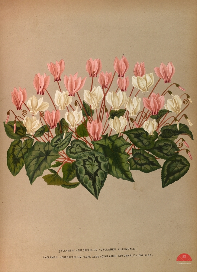 Album van Eeden : Haarlems flora : 1872-1881  Print