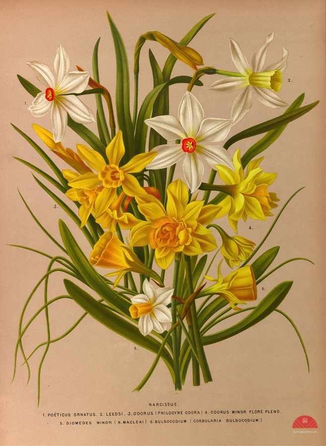 Album van Eeden : Haarlems flora : 1872-1881  Print