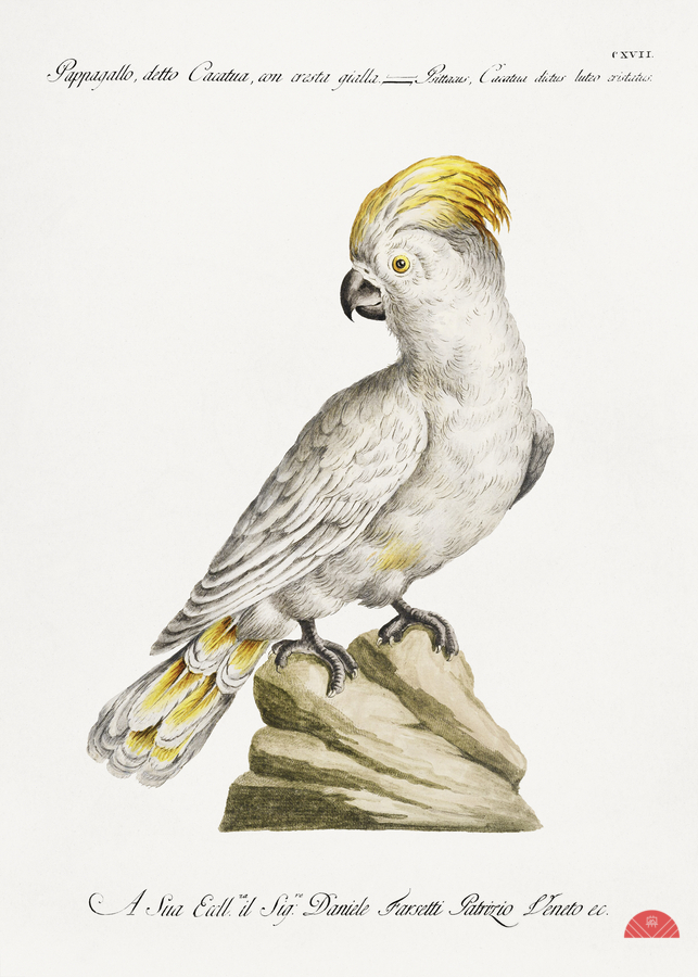 Pappagallo detto cacatua con cresta gialla Cockatoo  Print