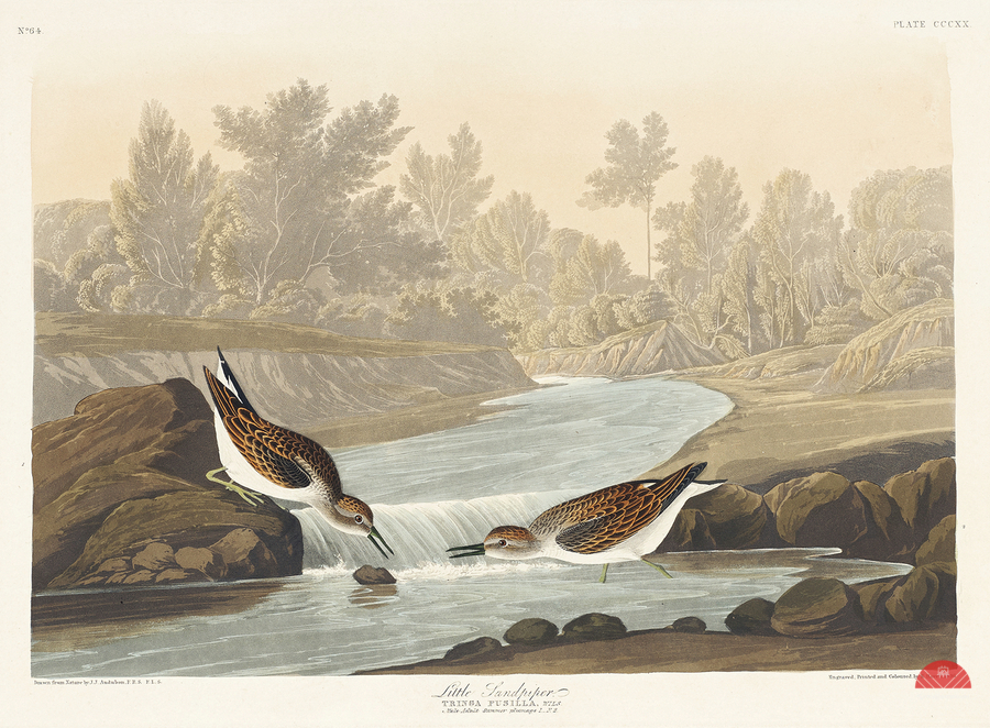 Little Sandpiper  Print